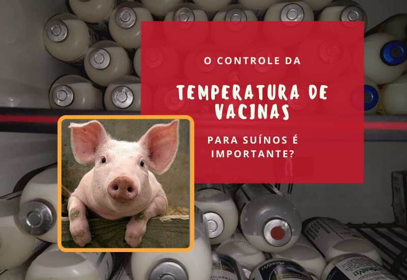 O controle da Temperatura de Vacinas para suínos é importante?